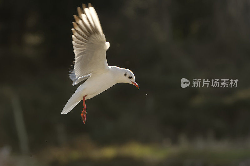 冬装黑冠鸥(Larus ridbundus)